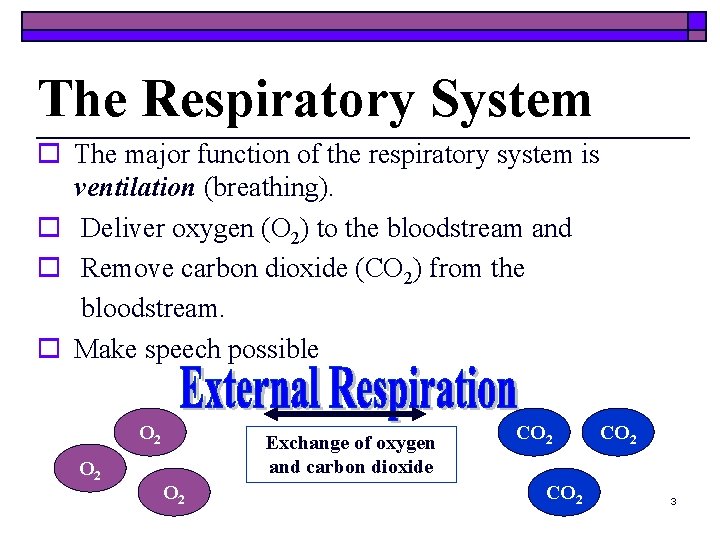 The Respiratory System o The major function of the respiratory system is ventilation (breathing).