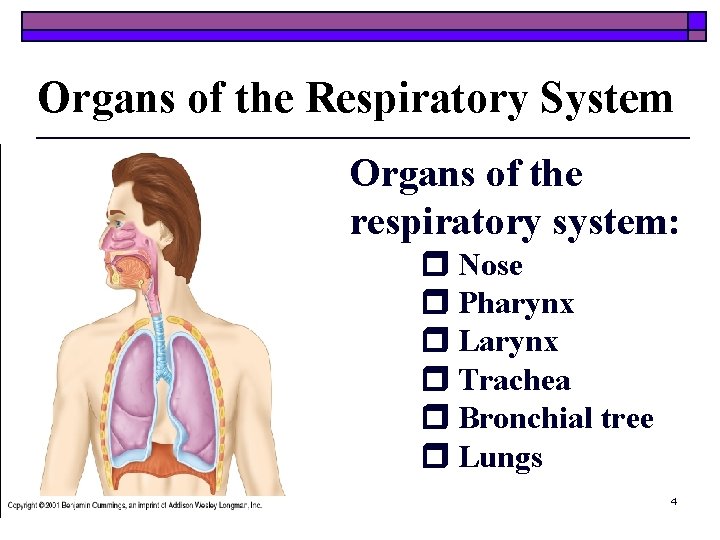Organs of the Respiratory System Organs of the respiratory system: Nose Pharynx Larynx Trachea