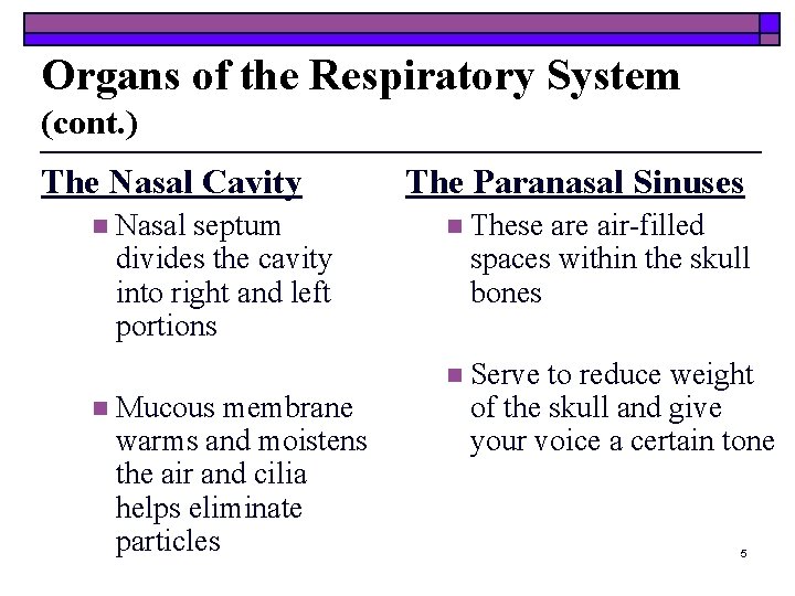Organs of the Respiratory System (cont. ) The Nasal Cavity n Nasal septum divides