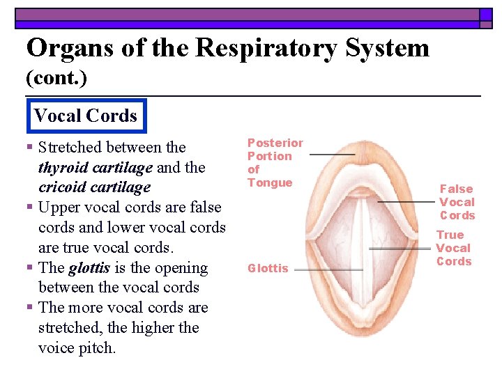 Organs of the Respiratory System (cont. ) Vocal Cords § Stretched between the thyroid