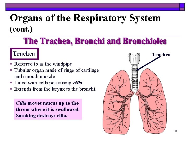 Organs of the Respiratory System (cont. ) Trachea § Referred to as the windpipe