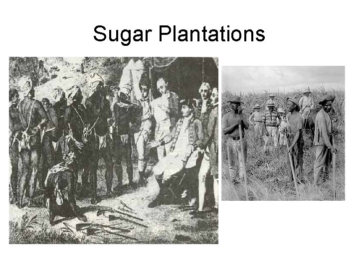 Sugar Plantations 