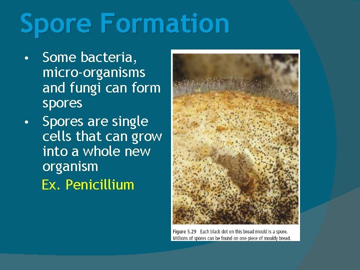 Spore Formation Some bacteria, micro-organisms and fungi can form spores • Spores are single