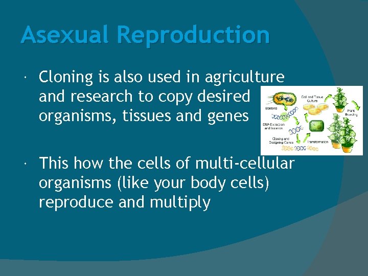 Asexual Reproduction Cloning is also used in agriculture and research to copy desired organisms,