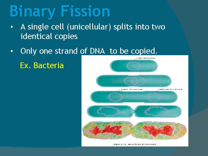 Binary Fission • A single cell (unicellular) splits into two identical copies • Only