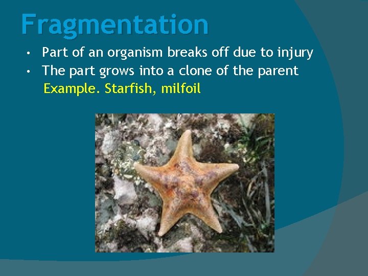Fragmentation Part of an organism breaks off due to injury • The part grows
