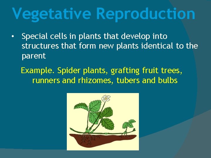 Vegetative Reproduction • Special cells in plants that develop into structures that form new