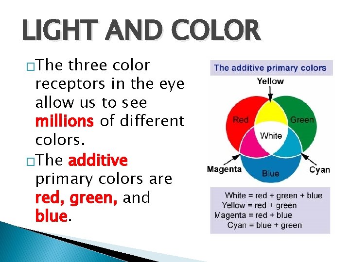 LIGHT AND COLOR �The three color receptors in the eye allow us to see