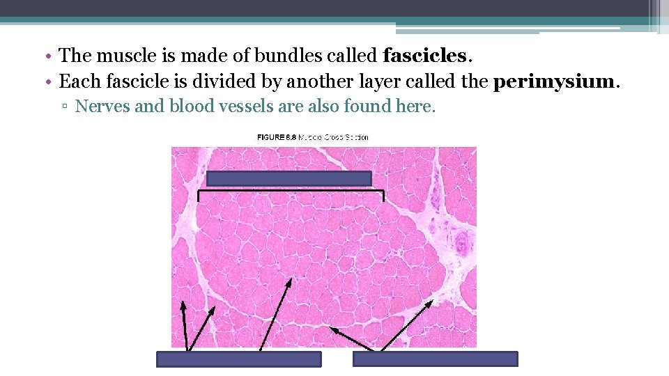  • The muscle is made of bundles called fascicles. • Each fascicle is