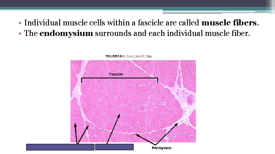  • Individual muscle cells within a fascicle are called muscle fibers. • The