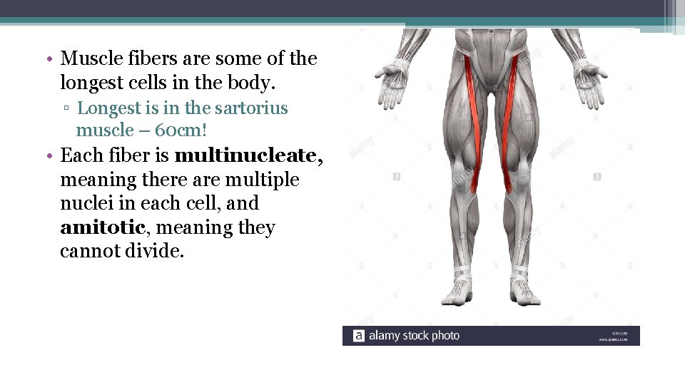  • Muscle fibers are some of the longest cells in the body. ▫