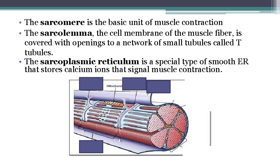  • The sarcomere is the basic unit of muscle contraction • The sarcolemma,