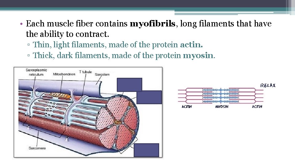  • Each muscle fiber contains myofibrils, long filaments that have the ability to