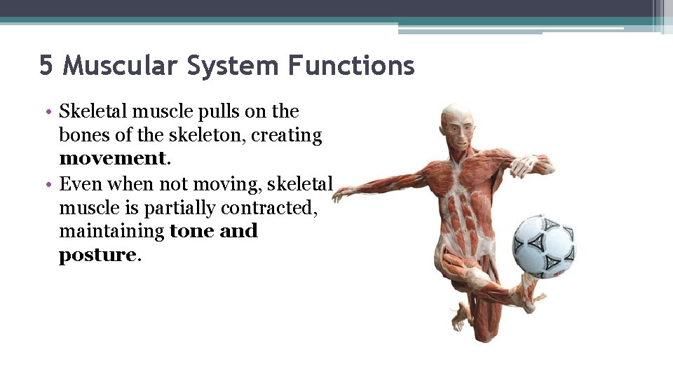 5 Muscular System Functions • Skeletal muscle pulls on the bones of the skeleton,