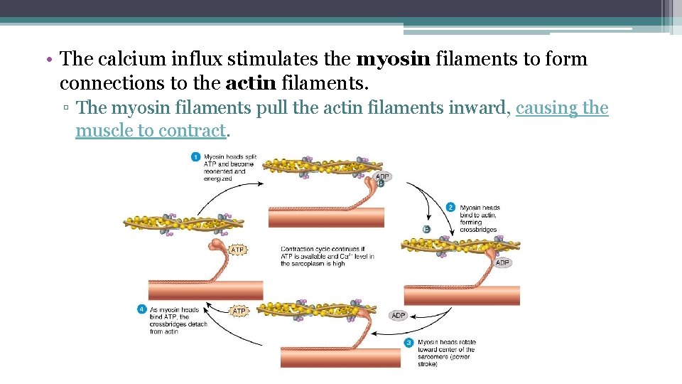  • The calcium influx stimulates the myosin filaments to form connections to the