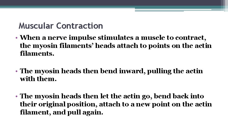 Muscular Contraction • When a nerve impulse stimulates a muscle to contract, the myosin