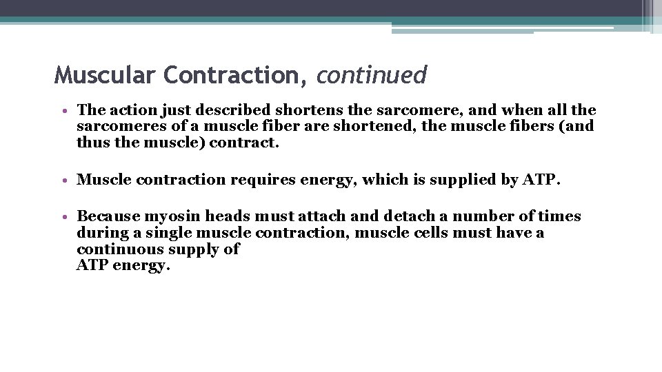 Muscular Contraction, continued • The action just described shortens the sarcomere, and when all