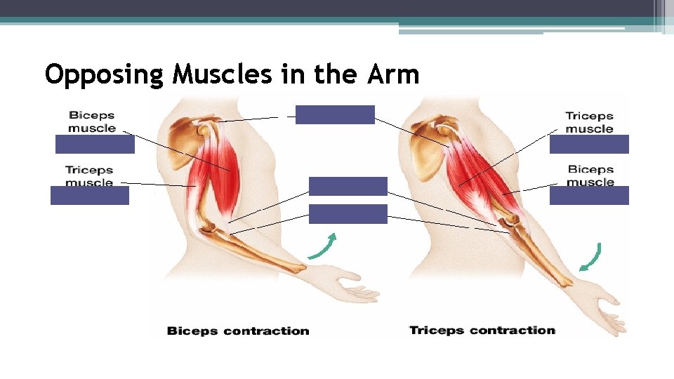 Opposing Muscles in the Arm 