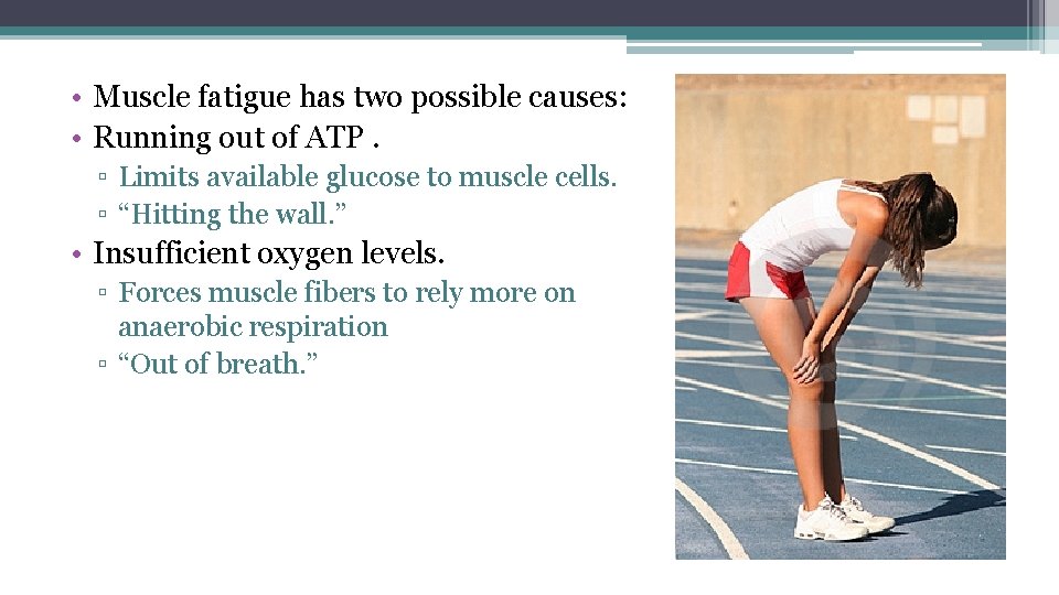  • Muscle fatigue has two possible causes: • Running out of ATP. ▫