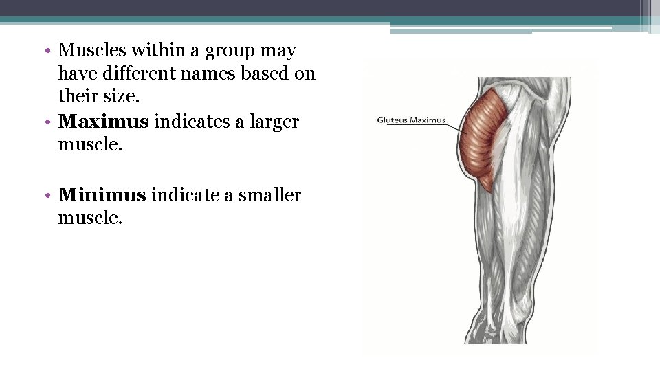  • Muscles within a group may have different names based on their size.