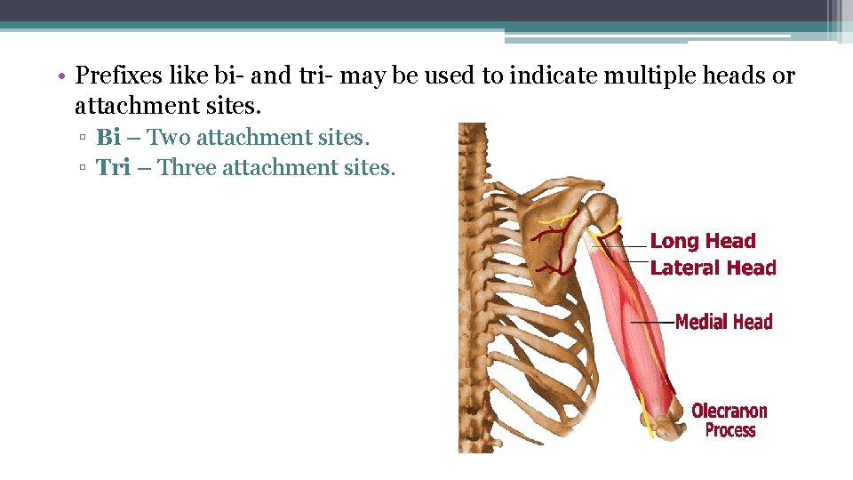  • Prefixes like bi- and tri- may be used to indicate multiple heads