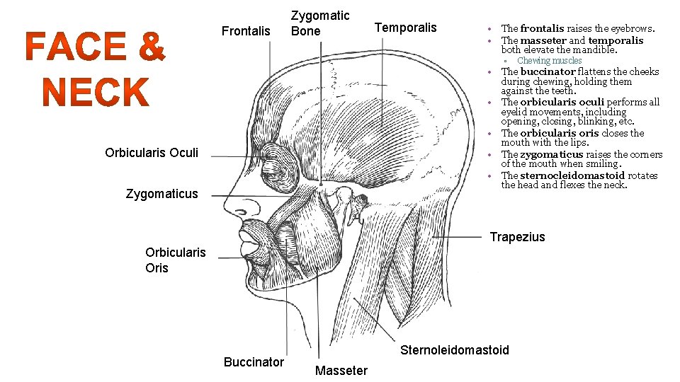 Frontalis Zygomatic Bone Temporalis • The frontalis raises the eyebrows. • The masseter and