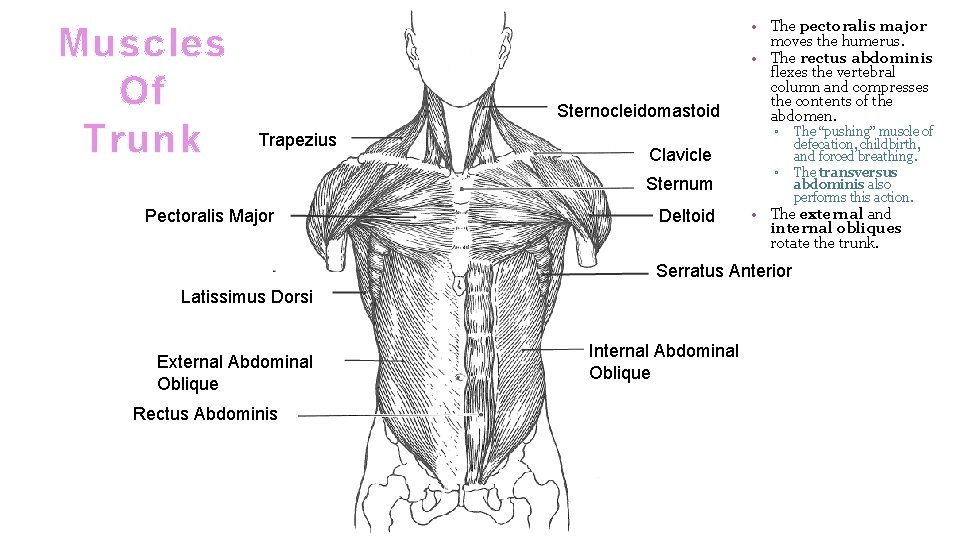 Muscles Of Trunk Sternocleidomastoid Trapezius ▫ Clavicle Sternum Pectoralis Major • The pectoralis major