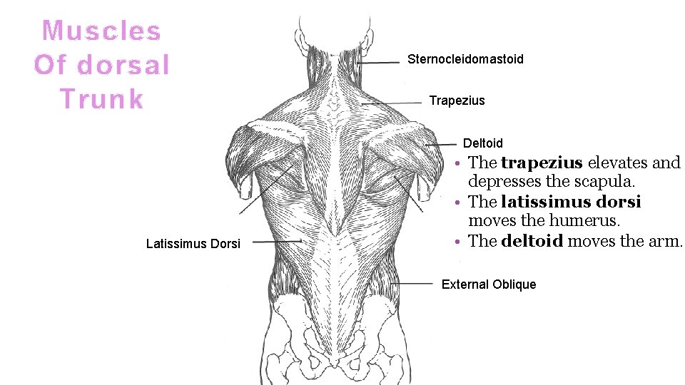 Muscles Of dorsal Trunk Sternocleidomastoid Trapezius Deltoid Latissimus Dorsi • The trapezius elevates and