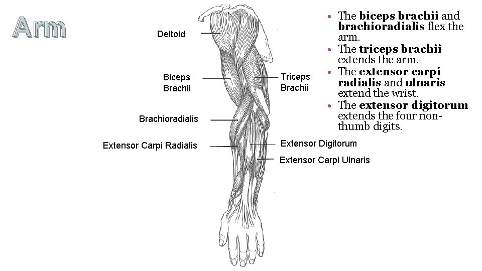 Arm Deltoid Biceps Brachii Brachioradialis Extensor Carpi Radialis Triceps Brachii • The biceps brachii