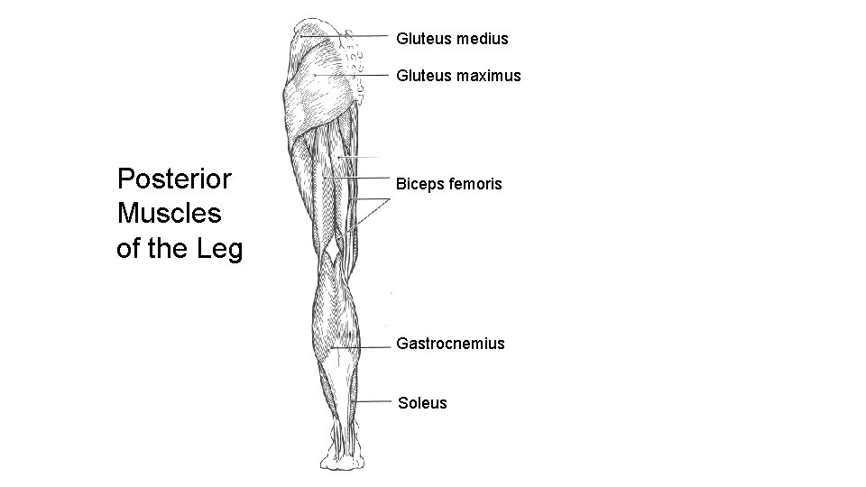 Gluteus medius Gluteus maximus Posterior Muscles of the Leg Biceps femoris Gastrocnemius Soleus 