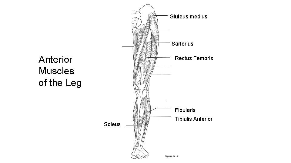 Gluteus medius Sartorius Anterior Muscles of the Leg Rectus Femoris Fibularis Soleus Tibialis Anterior