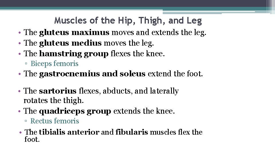 Muscles of the Hip, Thigh, and Leg • The gluteus maximus moves and extends