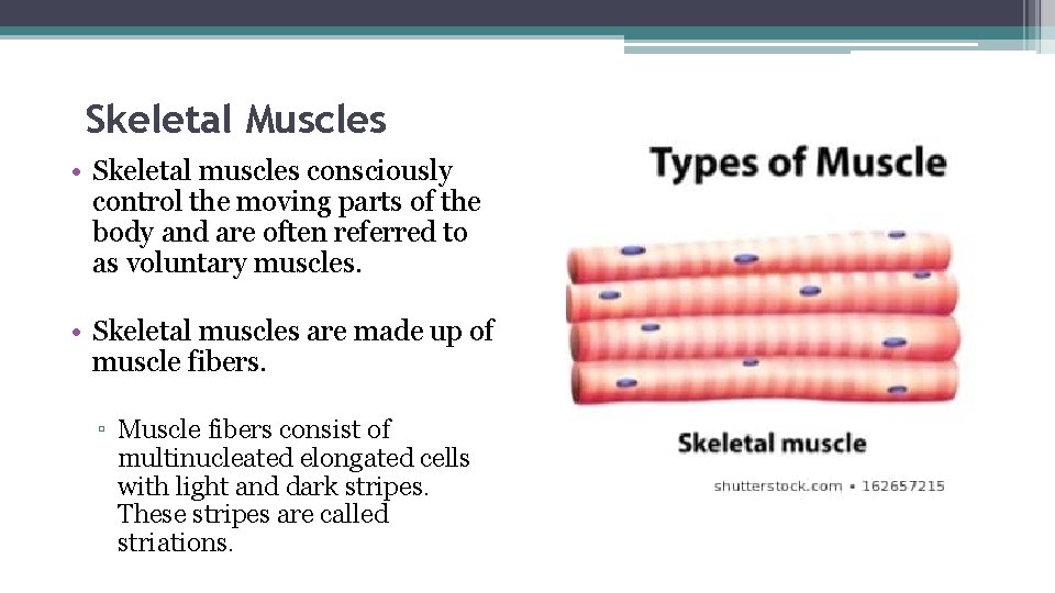 Skeletal Muscles • Skeletal muscles consciously control the moving parts of the body and