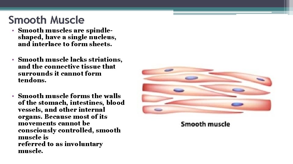 Smooth Muscle • Smooth muscles are spindleshaped, have a single nucleus, and interlace to