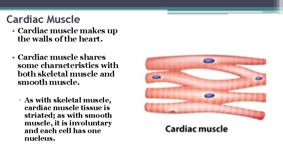 Cardiac Muscle • Cardiac muscle makes up the walls of the heart. • Cardiac