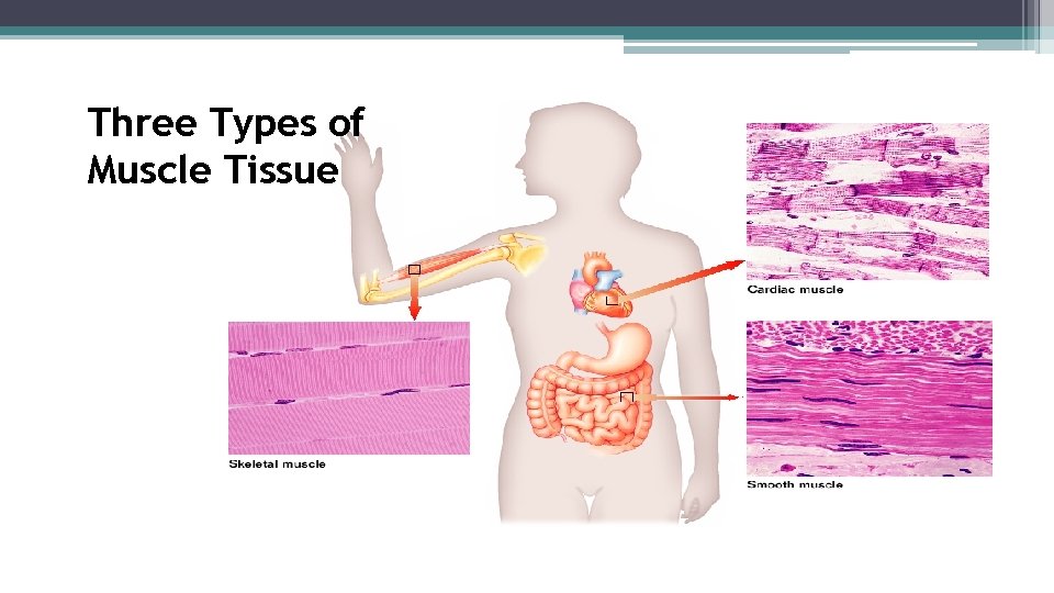 Three Types of Muscle Tissue 