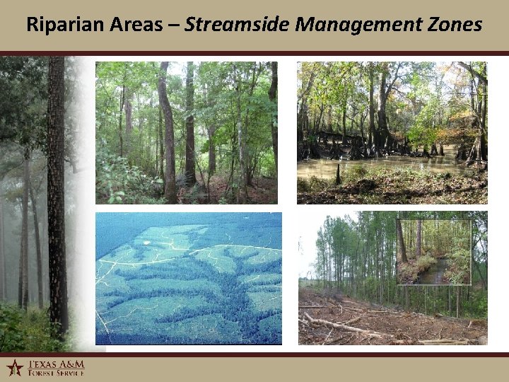 Riparian Areas – Streamside Management Zones 1/6/2022 10 