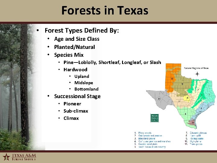 Forests in Texas • Forest Types Defined By: • Age and Size Class •