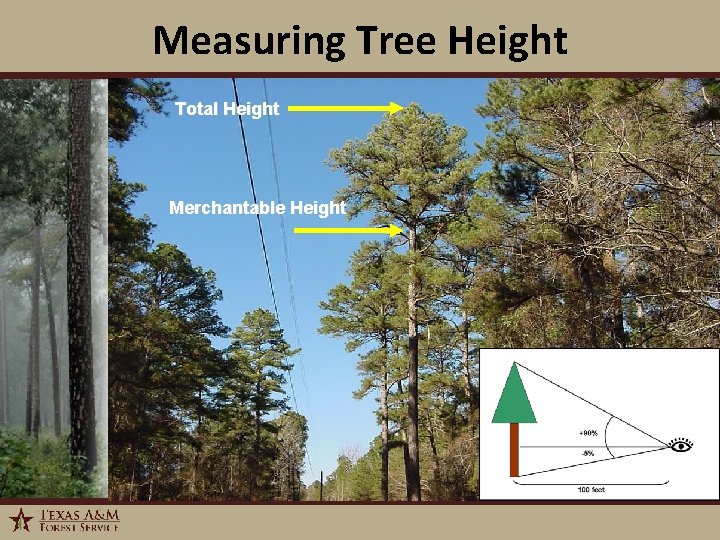 Measuring Tree Height Total Height Merchantable Height 1/6/2022 13 