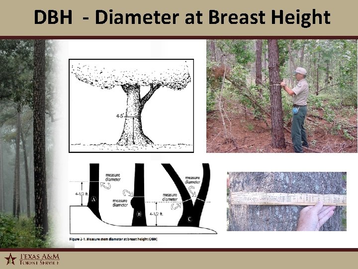 DBH - Diameter at Breast Height 1/6/2022 14 