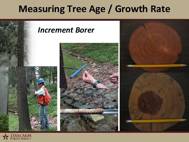 Measuring Tree Age / Growth Rate Increment Borer 1/6/2022 15 