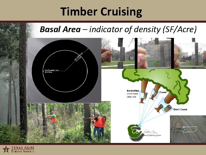 Timber Cruising Basal Area – indicator of density (SF/Acre) 1/6/2022 16 