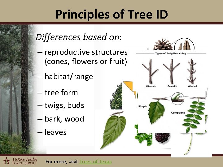 Principles of Tree ID Differences based on: – reproductive structures (cones, flowers or fruit)