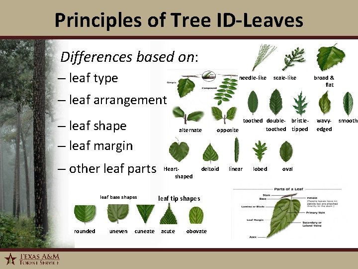 Principles of Tree ID-Leaves Differences based on: – leaf type needle-like scale-like broad &