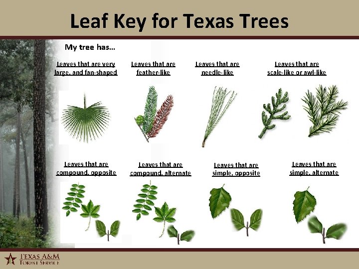 Leaf Key for Texas Trees My tree has… Leaves that are very large, and