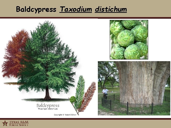 Baldcypress Taxodium distichum 1/6/2022 20 