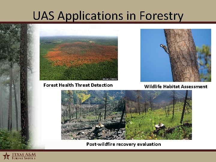 UAS Applications in Forestry Forest Health Threat Detection Wildlife Habitat Assessment Post-wildfire recovery evaluation
