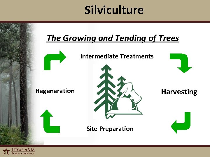 Silviculture The Growing and Tending of Trees Intermediate Treatments Harvesting Regeneration Site Preparation 1/6/2022