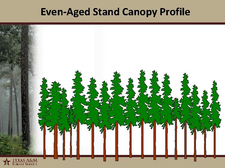 Even-Aged Stand Canopy Profile 1/6/2022 4 