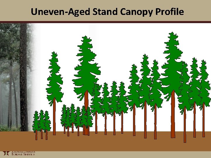 Uneven-Aged Stand Canopy Profile 1/6/2022 5 